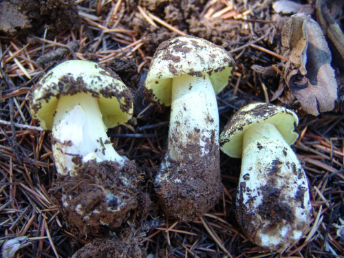 Tricholoma-sulphureum-Bull.-P.-Kumm.-var.-sulphureum-DSC01956