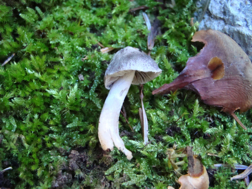 Tricholoma-terreum-Schaeff.-P.-Kumm.-DSC00181