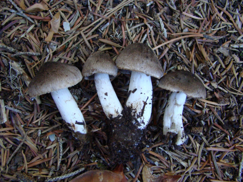 Tricholoma-terreum-Schaeff.-P.-Kumm.-DSC00193