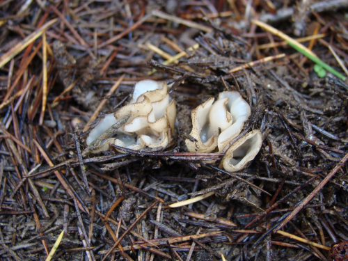 Trichophaea-hemisphaerioides-Mouton-Graddon-DSC03210