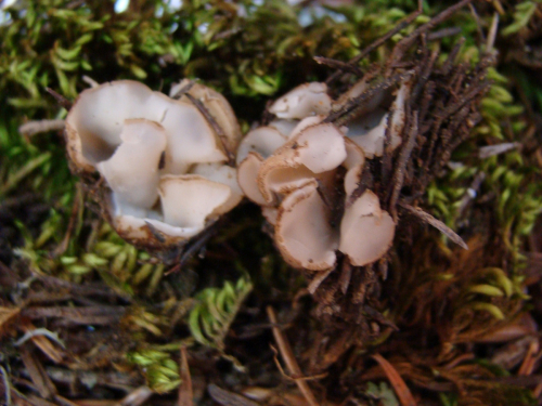 Trichophaea-hemisphaerioides-Mouton-Graddon-DSC03467