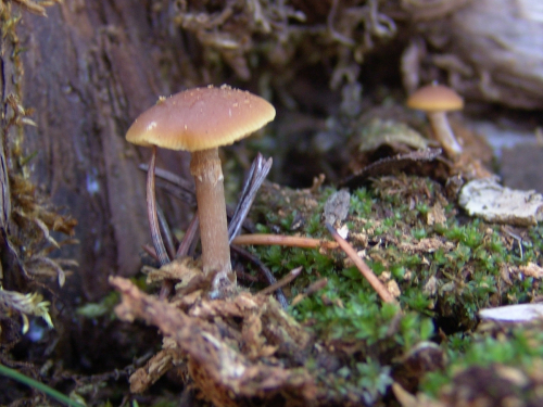 Tubaria-confragosa-Fr.-Harmaja-DSC02159