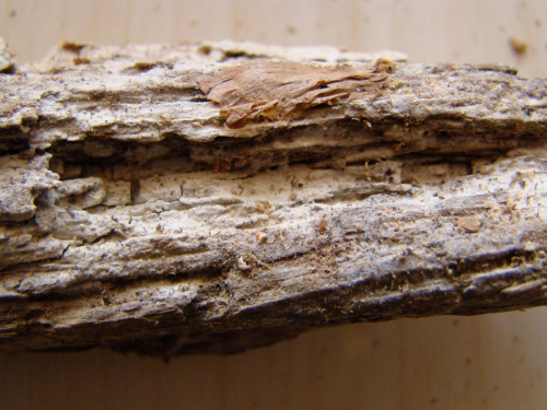 Tubulicrinis-subulatus-Bourdot-Galzin-Donk-DSC01516