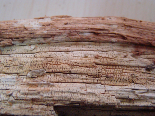 Tubulicrinis-subulatus-Bourdot-Galzin-Donk-DSC01547