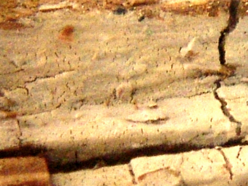 Tubulucrinis-calothrix-Pat.-Donk-DSC02444