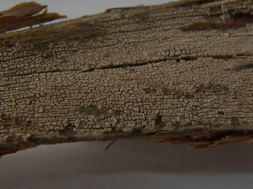 Tubulucrinis-glebulosus-Fr.-Donk-DSC02445-2