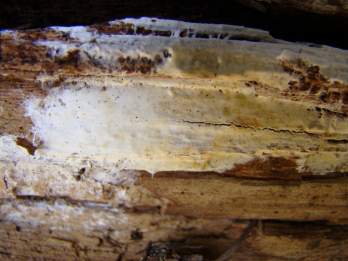 Vesiculomyces-citrinus-Pers.-E.-Hagstr.-DSC01476