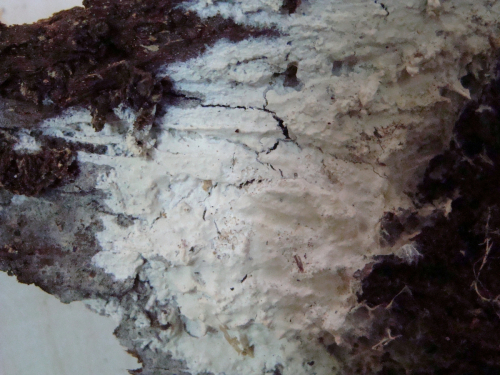 Vesiculomyces-citrinus-Pers.-E.-Hagstr.-DSC01539