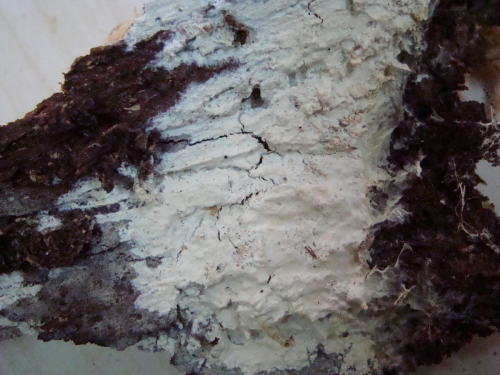 Vesiculomyces-citrinus-Pers.-E.-Hagstr.-DSC01540