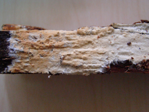 Vesiculomyces-citrinus-Pers.-E.-Hagstr.-DSC01553