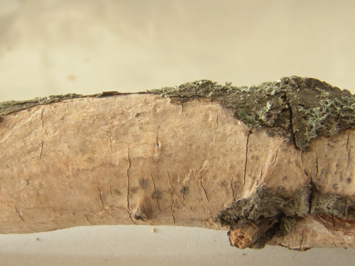 Vuilleminia-megalospora-Bres.-DSC02433