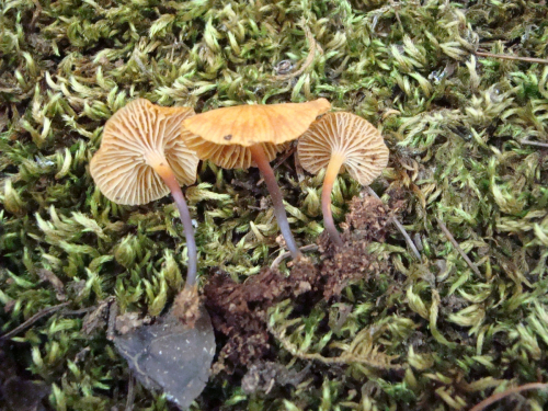 Xeromphalina-campanella-Batsch-Maire-DSC03510