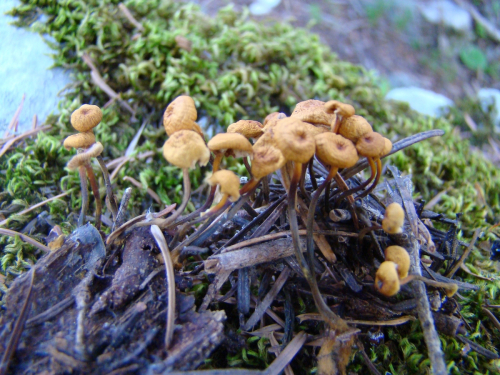 Xeromphalina-campanella-Batsch-Maire-DSC03596