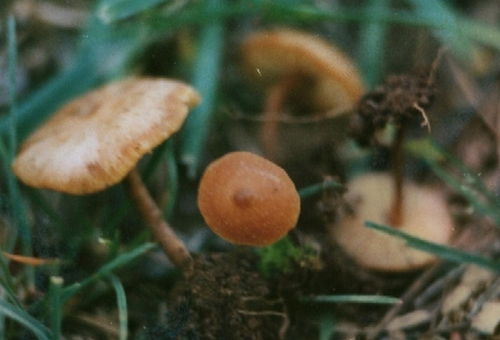 Xeromphalina-campanella-Batsch-Maire