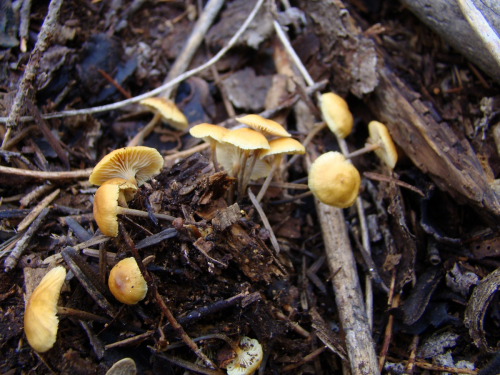 Xeromphalina-fellea-Maire-Malencon-DSC03789
