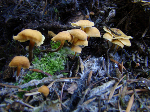 Xeromphalina-fellea-Maire-Malencon-DSC03861