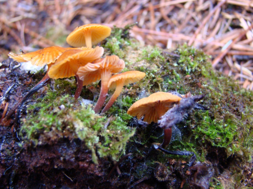 Xeromphalina-fellea-Maire-Malencon-SC03253