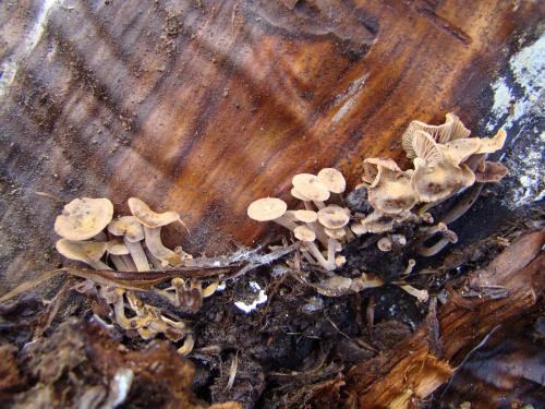 Xeromphalina-junipericola-G.-Moreno-Heykoop-DSC03279