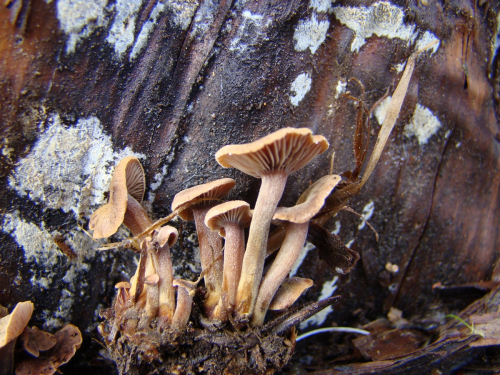 Xeromphalina-junipericola-G.-Moreno-Heykoop-DSC03280