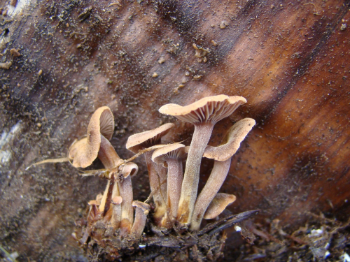Xeromphalina-junipericola-G.-Moreno-Heykoop-DSC03281