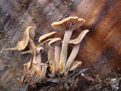 Xeromphalina-junipericola-G.-Moreno-Heykoop-DSC03282