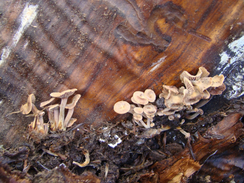 Xeromphalina-junipericola-G.-Moreno-Heykoop-DSC03283