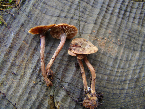 Xeromphalina-junipericola-G.-Moreno-Heykoop-DSC03314