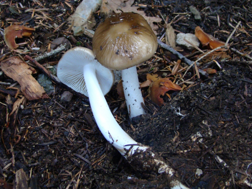 Xerula-radicata-Relhan-Dorfelt-DSC02762