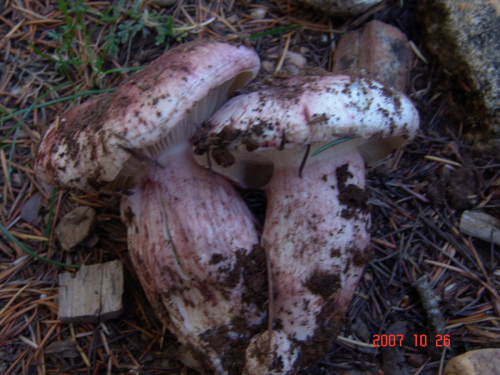 hygrophorus-erubescens-Fr.-Fr.-DSC04937