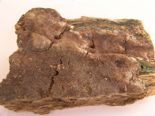 phellinus-weirii-Murrill-Gilb.-DSC02325