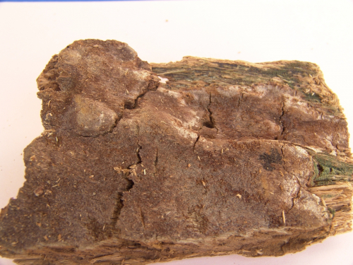 phellinus-weirii-Murrill-Gilb.-DSC02326