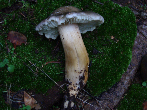 tricholoma-orirubens-Quel.-DSC00245