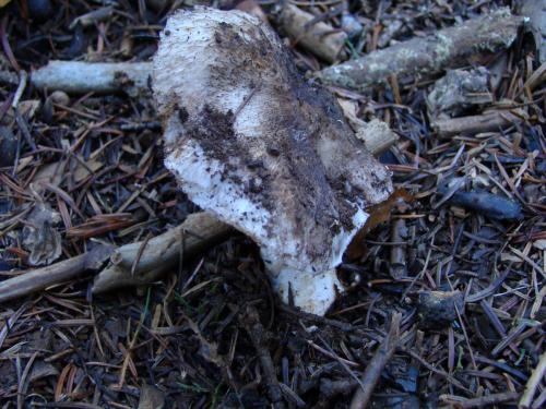 tricholoma-scalptratum-Fr.-Quel.-DSC00211
